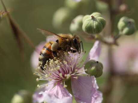 Stage macrophotographie