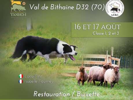Concours spécial Border Collie