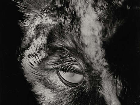 Regard sur... l'exposition L'oiseaux aux yeux d'or