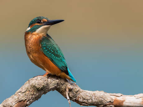 A la découverte des chants d'oiseaux