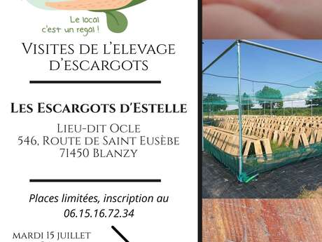 Visite de l'élevage d'escargots