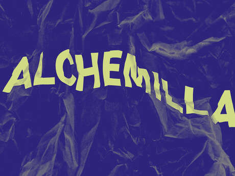 Alchemilla