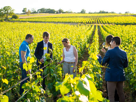 Peindre les vignes de Meursault