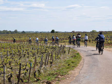 Velovitamine - Balade Oenologique à vélo "Côte de Nuits 1er Cru" Dijon à Gevrey-Chambertin