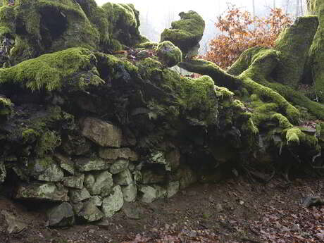Balade botanique dessinée : une forêt miniature les mousses du Mont Beuvray à Bibracte