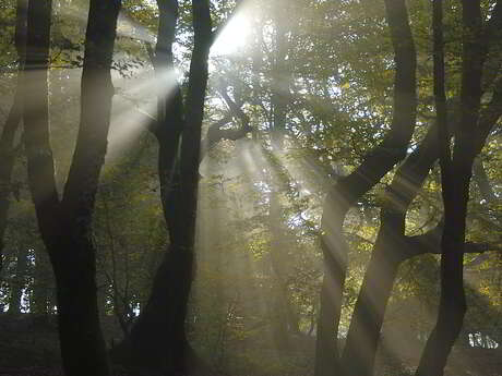 Jour de forêt à Bibracte