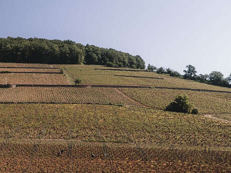 Juillot Michel