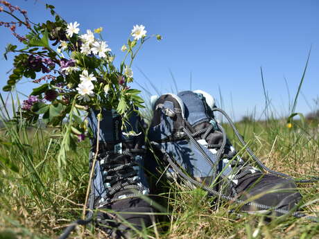 Randonnée " Flore printanière" au départ de Montboillon