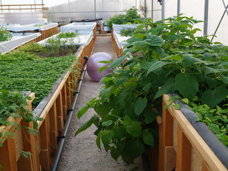 Jardin Aquaponique Dans Sa Bulle