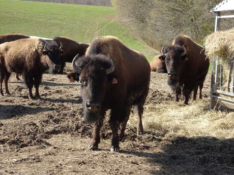 Planet'Bison - Ferme de la Marquise - produits bisons
