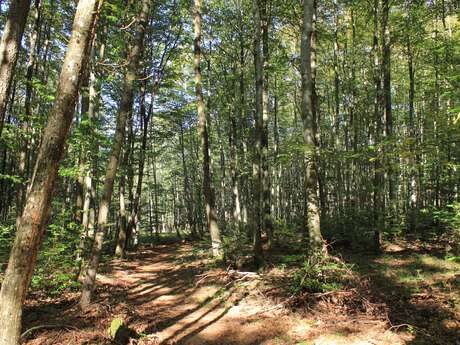 Des Arts et des Sons en forêt du Banney