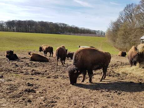 La Ferme de la Marquise - élevage de bisons