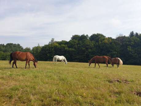 La Ferme du Petit Galop