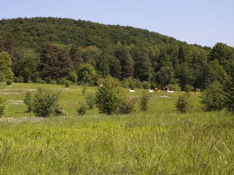 Chantier nature au vallon de Fontenelay