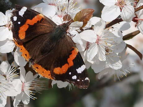 Sortie nature: découverte de la faune et de la flore