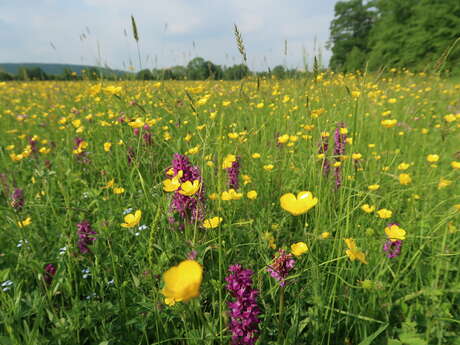 La Montagne de la Roche