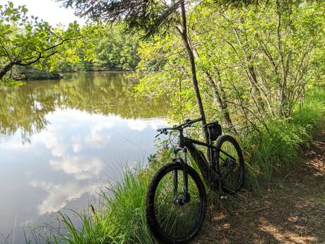 VTT n°52 Le Piémont vosgien