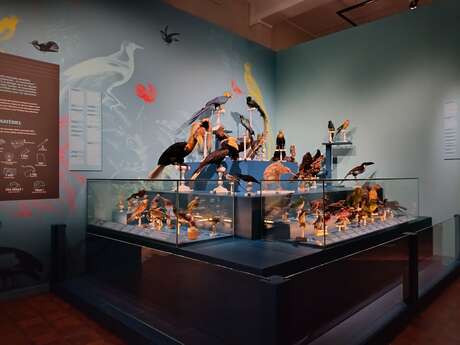 Visite guidée : Drôles d’oiseaux, lumière sur une collection exotique