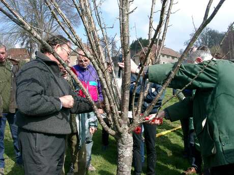 Stage verger : taille des arbres fruitiers