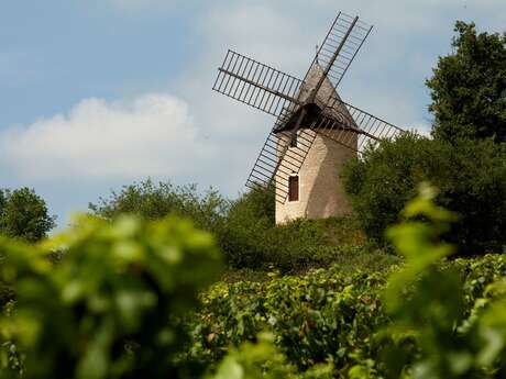 Visite - Un moulin dans les vignes