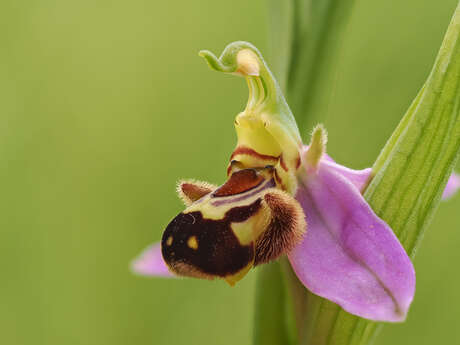 Orchidées du Bout du Monde