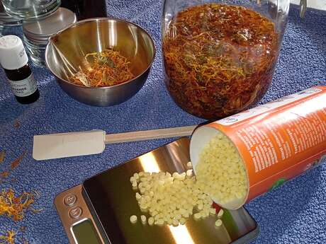 Atelier plante de la Maison de Fernande