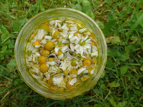 Atelier confection de baumes aux plantes