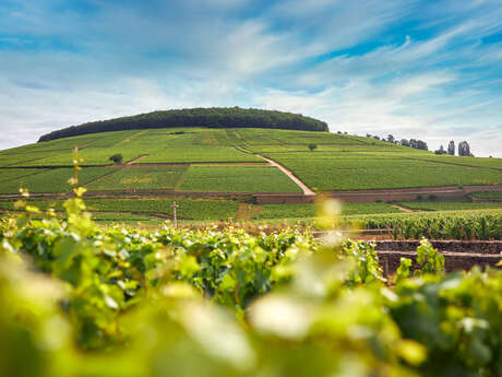 Sur les chemins de Corton