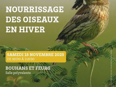 Nourrissage des oiseaux en hiver