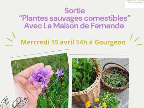 Sortie "Plantes Sauvages Comestible" avec la Maison de Fernande