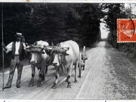 Visite zoom : dans les pas des vaches et boeufs du Morvan Visite zoom : dans les pas des vaches et boeufs du Morvan
