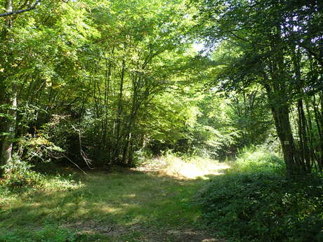 Balade nature & biodiversité