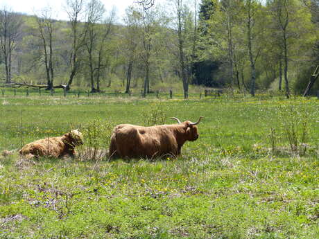 Des prairies humides à l'assiette...