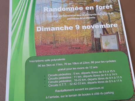 Randonnée en forêt