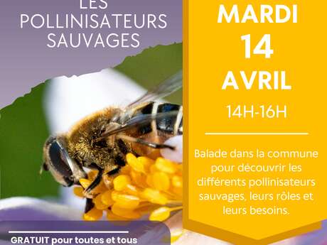 Sortie nature : Les pollinisateurs sauvages