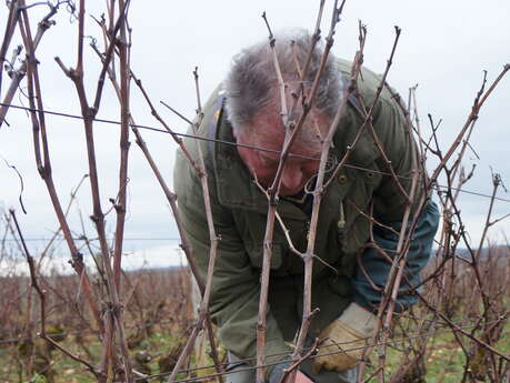 Balade viticole à Meursault : une question de taille, regards sur une technique viticole