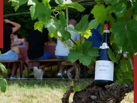 Pique-nique dans les vignes