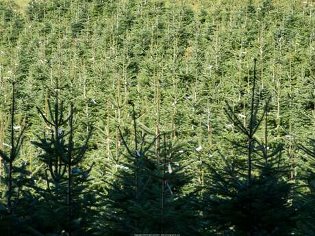 Association française du sapin de Noël naturel