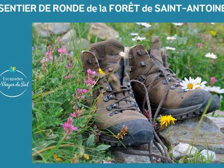 RANDONNÉE - LA RONDE DE LA FORET DOMANIALE DE