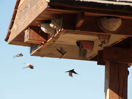 Atelier nature "Nichoirs à Hirondelles"