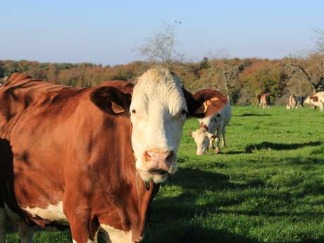 Foire agricole de Saint-Bresson