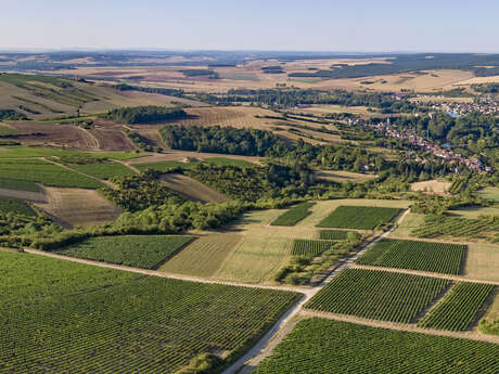 Visite guidée de Vincelottes