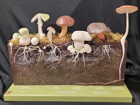 En forme les champignons !