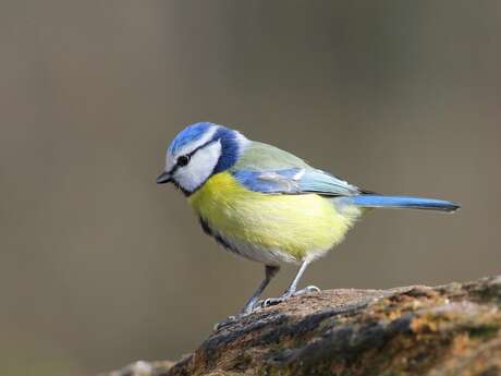 Oiseaux de nos jardins