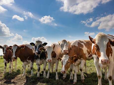 Visite à la ferme et traite des vaches