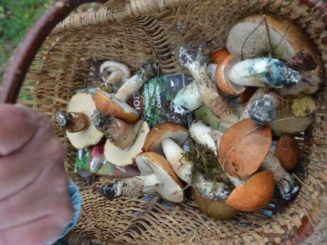 Sortie champignons : balade mycologique