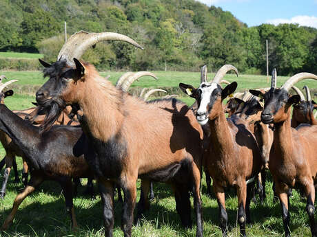 Les Chèvres de Charmasse
