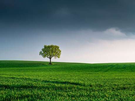 Conférence Les arbres, les poumons de la Terre