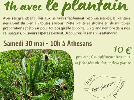 Atelier plantes médicinales