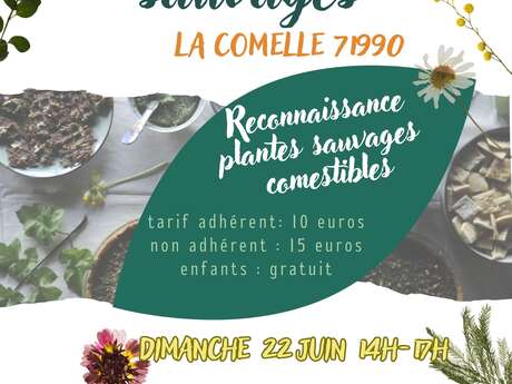 Balade plantes sauvages comestibles